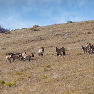 Hustai - Przewalski horses
